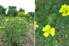 Potentilla recta