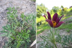 Pulsatilla regeliana