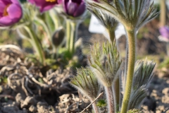 Pulsatilla-vulgaris-Rote-Glocke