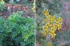 Ruta divaricata