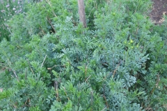 Ruta graveolens