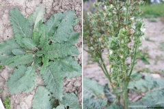 Salvia austriaca