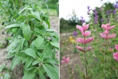 Salvia horminum