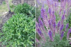 Salvia moldavica