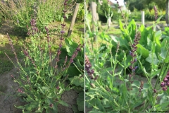 Salvia nemorosa