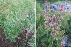 Salvia officinalis