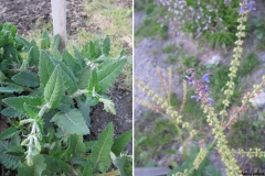 Salvia patens