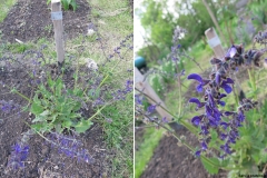 Salvia pratensis