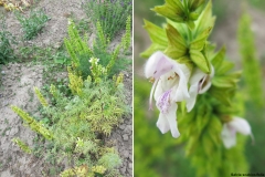 Salvia scabiosifolia