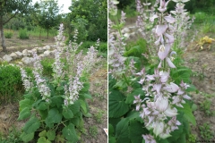 Salvia sclarea