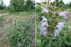 Salvia tomentosa