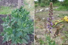 Salvia virgata