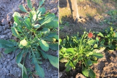 Scabiosa atropurpurea