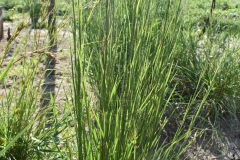 Schizachyrium scoparium