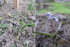 Scilla Borhidiana