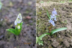 Scilla