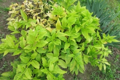 Scopolia carniolica