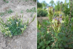 Scutellaria alpina