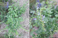 Scutellaria altissima