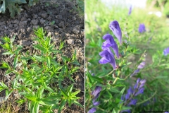 Scutellaria baicalensis