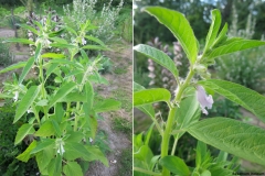 Sesamum indicum