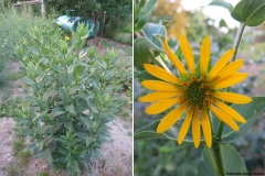 Silphium integrifolium