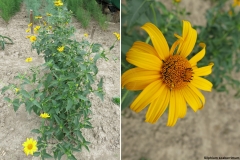 Silphium scaberrimum