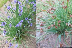 Sisyrinchium septentrionale