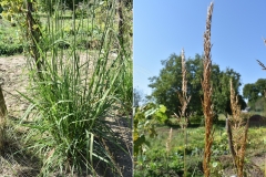 Sorghastrum nutans
