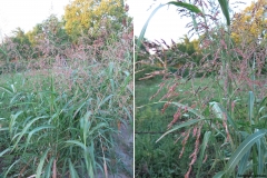 Sorghum almum