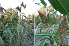 Sorghum caffrorum