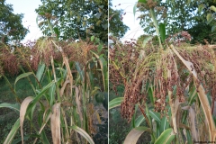 Sorghum durra