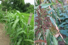 Sorghum nigrum