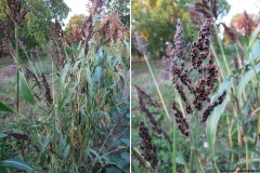 Sorghum saccharatum