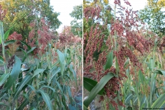 Sorghum sudanense