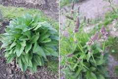 Stachys japonica