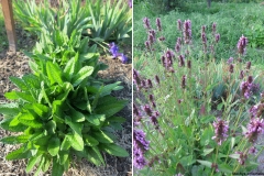Stachys officinalis