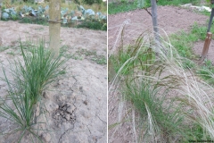 Stipa pulcherrima