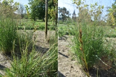 Themeda japonica