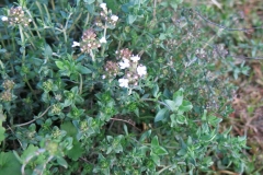 Thymus