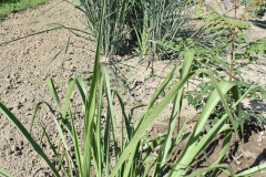 Tripsacum dactyloides (3)