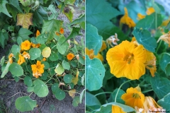 Tropaeolum majus