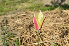 Tulipa-clusiana-Cynthia