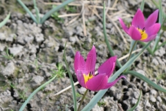 Tulipa-humilis-Odalisque