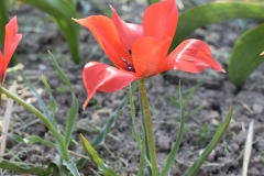 Tulipa-linifolia