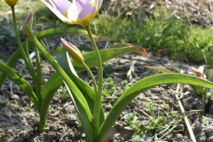 Tulipa-saxatilis
