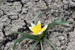 Tulipa-tarda
