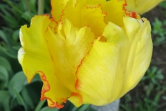 Tulipa