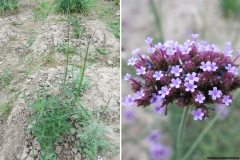 Verbena bonariensis