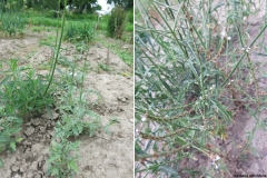 Verbena officinalis